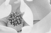 Magnolia Blossom Shot on Film - Black and White Photograph (539394_0016X)
