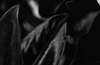Magnolia Blossom Shot on Film - Black and White Photograph (539394_0016X)