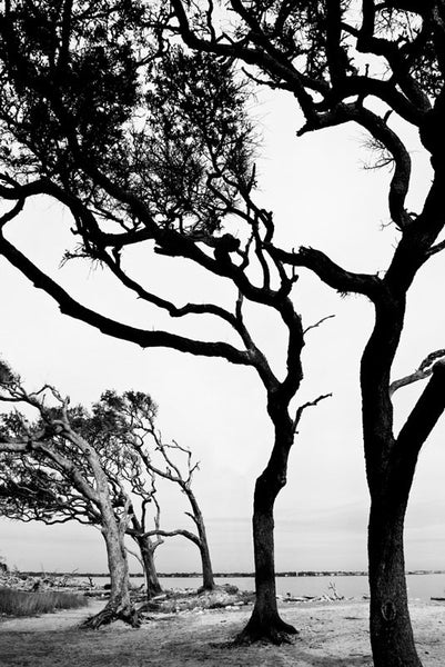 Black and white photograph of dramatic trees standing guard at the entrance to one end of Driftwood Beach on Jekyll Island. 