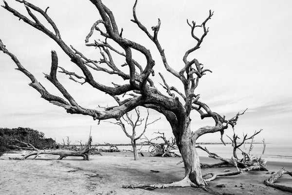 Black and white photograph of Driftwood Beach on Jekyll Island, littered with the bones of dead and fallen trees. 