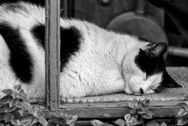 Black and white fine art photograph of a spotted cat sleeping in a shop window in New Orleans' French Quarter. 