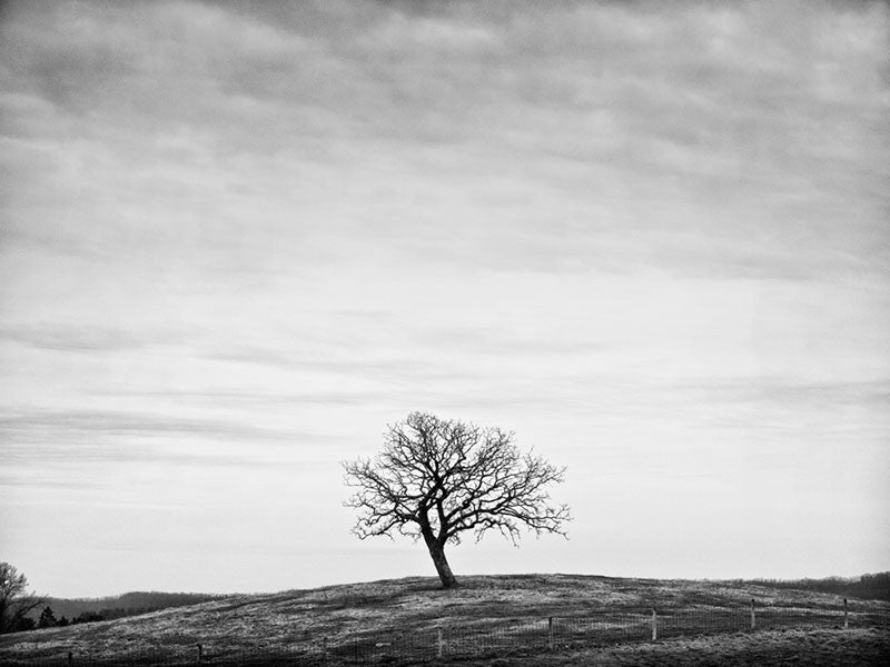 Black and white winter landscape photograph of a single tree on barren hill top.