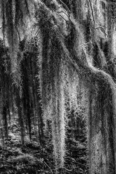Black and white detail photograph of Spanish moss hanging from the branches of a southern oak tree.
