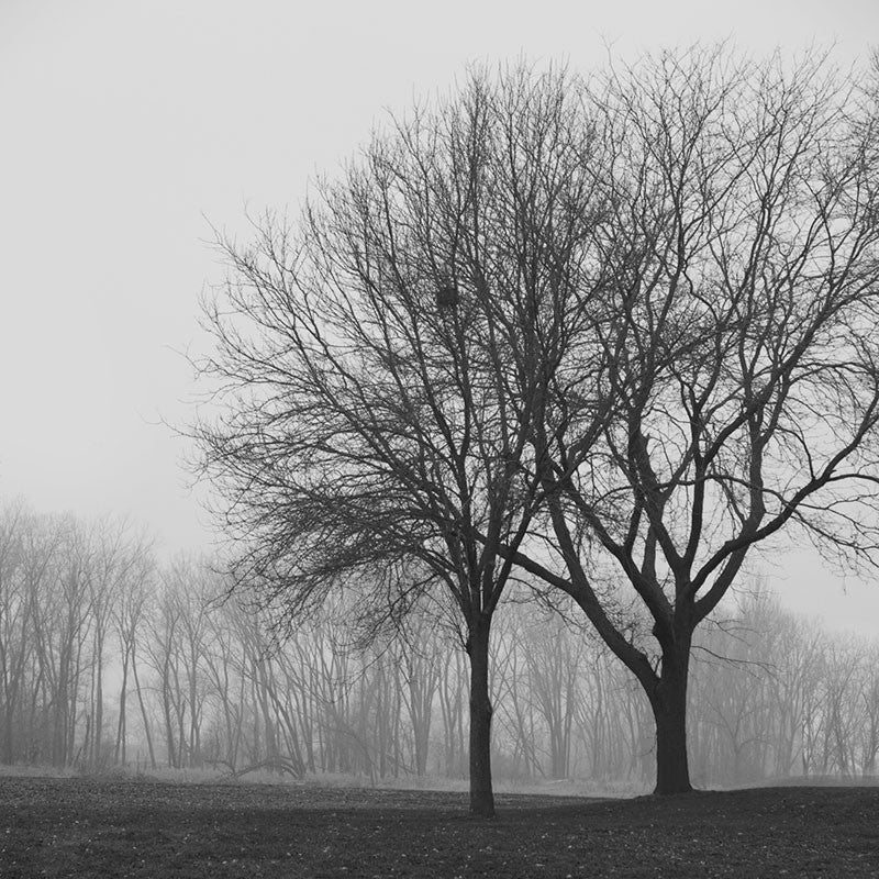 Black and white photograph of two trees on a foggy, dreary morning.