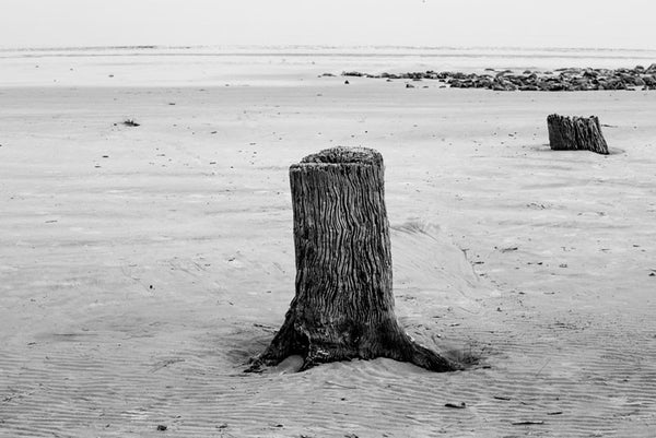 Black and white photograph two weathered tree stumps in the sand at Driftwood Beach on Jekyll Island, Georgia. 