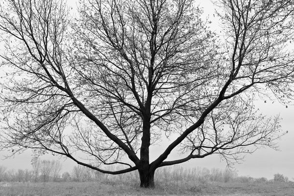 Symmatree, a black and white landscape photograph featuring a tree with outspread branches.