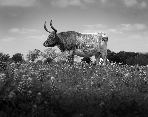Black and white photograph of a Texas Longhorn standing in a field of iconic Texas bluebonnet wildflowers.