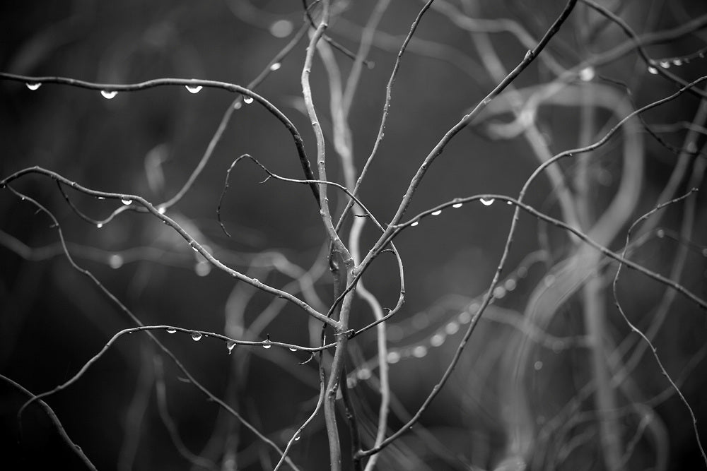 Black and white photograph of sparkling raindrops on beautifully swirling vines and brambles.