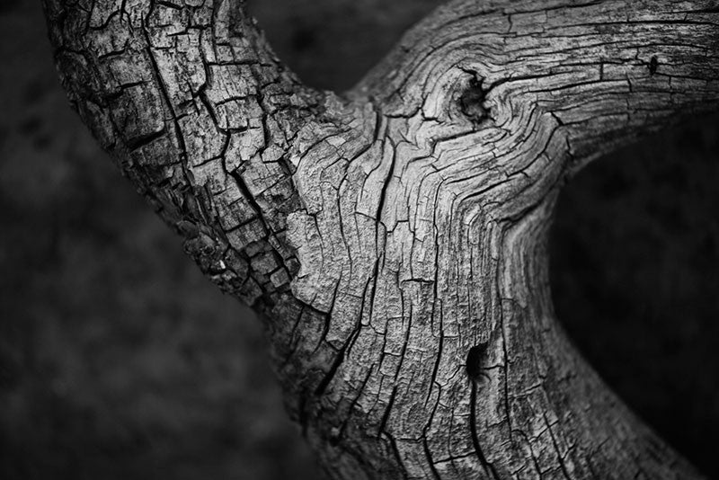 Black and white fine art photograph of a beautifully textured tree found along the hiking trail at Mesa Verde, Colorado.