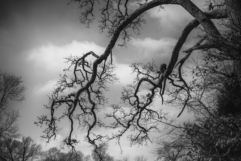 Black and white photograph of beautifully gnarly trees branches on an old tree that seems like it can remember a very long history.