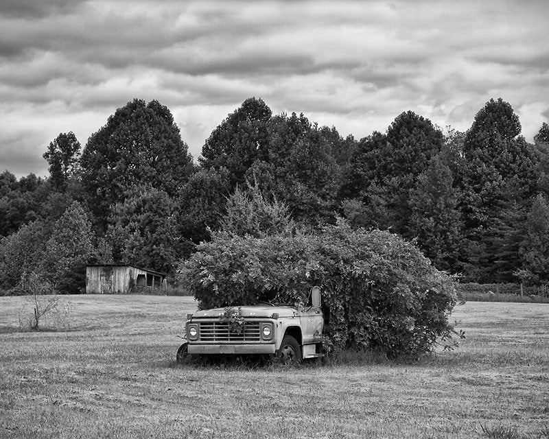 Black and white landscape photograph of an old Ford truck abandoned in a field, and overgrown with bushes.