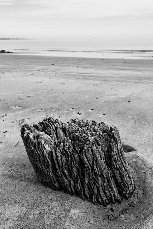 Black and white photograph of a weathered tree stump in the sand of Driftwood Beach.