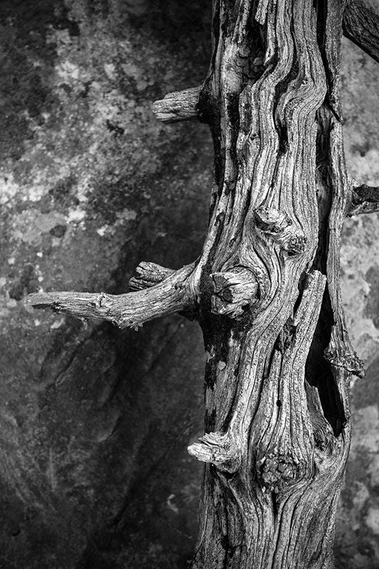 Black and white photograph of a beautifully dried and textured dead tree at Mesa Verde, Colorado.