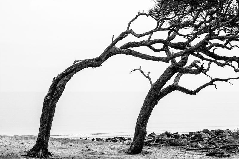 Black and white photograph of windswept trees permanently curved away from the ocean at Driftwood Beach.