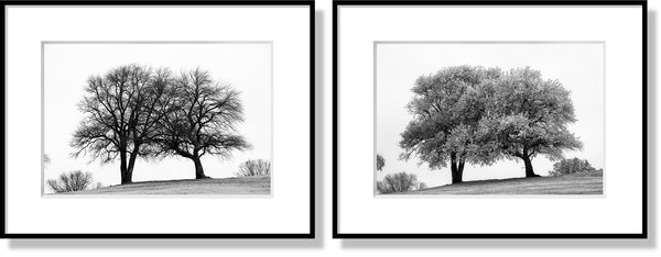 Matching set of two photographs of trees in winter and in summer. Frames and mats are for illustration purposes only. Sold without frames and mats.
