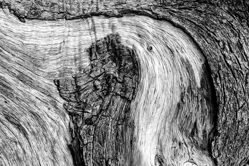 Black and white photograph of the woodgrain and bark texture of a fallen tree on Driftwood Beach at Jekyll Island.