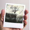 Bleak Tree: Original Polaroid Landscape Photograph Matted to 11 x 14