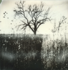 Bleak Tree: Original Polaroid Landscape Photograph Matted to 11 x 14