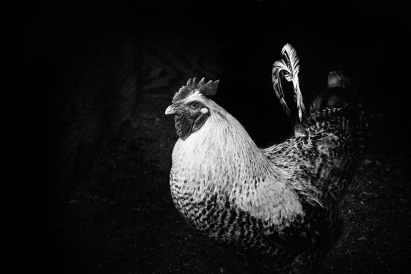 Black and white photograph of a bold rooster protecting his darkened henhouse.