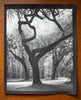 Low Country Trees Near Charleston limited edition photograph by Keith Dotson