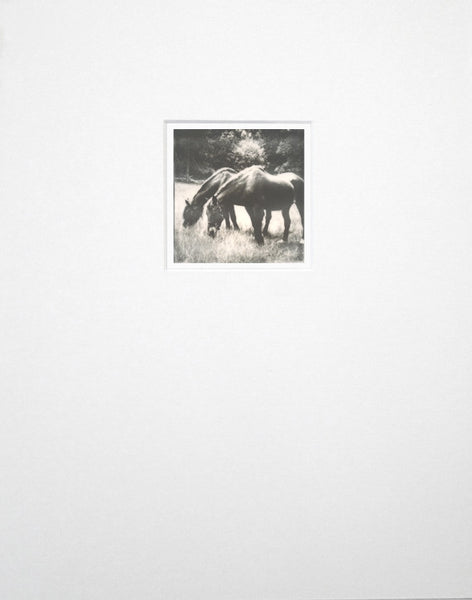 Original polaroid photograph of grazing horses by Keith Dotson, matted to fit an 11 x 14 inch frame 