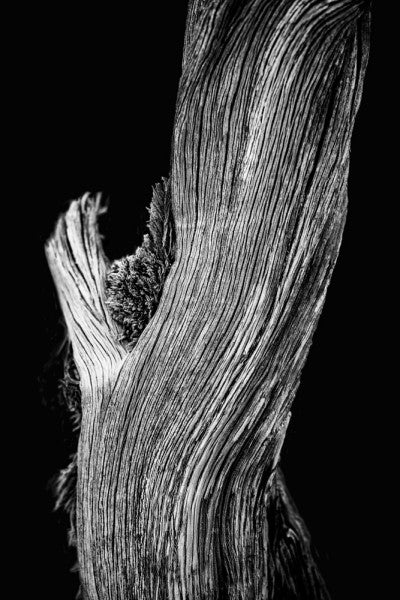 Black and white photograph of a gently sloping Utah desert tree on a black background.