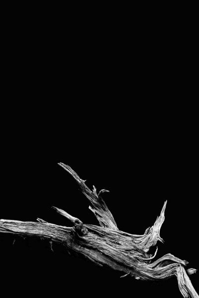 Black and white photograph of a reclined desert tree on black background