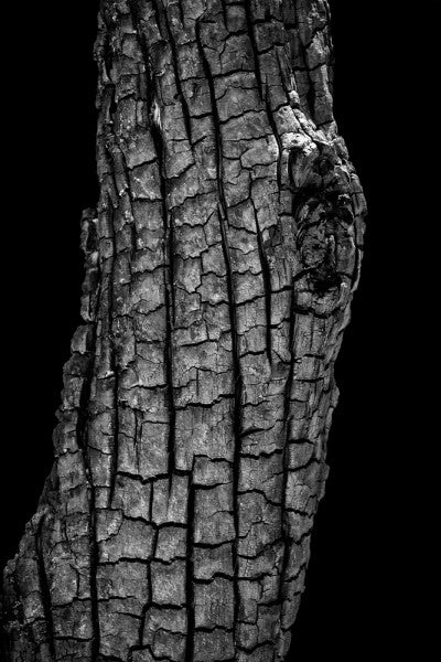 Black and white photograph of a blackened and burned tree trunk in Colorado, having been scorched by a forest fire started by a lightning strike.