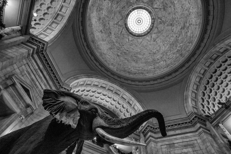 Black and white photograph looking up at the ceiling rotunda and the famous stuffed elephant inside the Museum of Natural History in Washington, D.C.