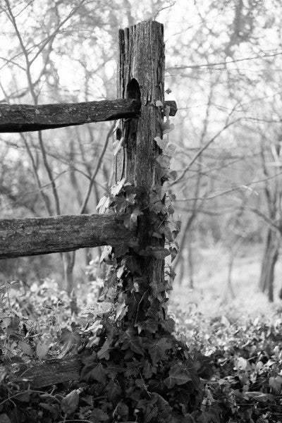 Black and white landscape photograph of an ivy-clad fence post in early morning sunlight on George Washington's property at Mt. Vernon, Virginia. 
