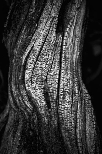 Black and white photograph of a desert tree on black background, bearing a striking resemblance to a human torso. 