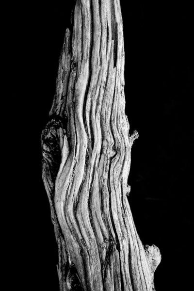 Black and white photograph of a textured, detailed desert tree branch on a black background.