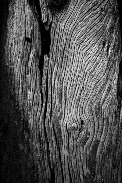 Black and white detailed photograph of a weathered desert tree texture.