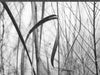 detail section of Keith Dotson's large print titled "Winter Grasses'