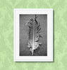 display idea for unframed black and white photo poster of feather detail